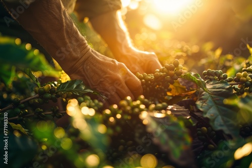 Close-up shot of harvesters hands carefully picking coffee beans from a tree photo