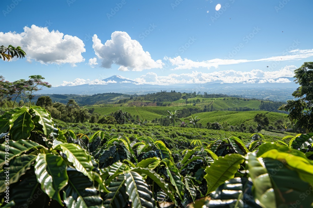 A lush green field with mountains in the background. The focus is on a cluster of bushes in a coffee plantation