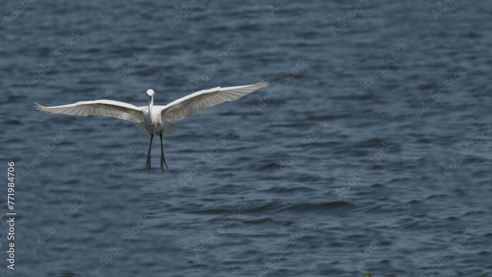 freedom concept heron flying on the water is very feeling good emotion early in the morning and very nice beauty in nature. fly, sea, ocean. freedom concept heron flying on the water is very feeling good emotion early in the morning and very nice beauty in nature. fly, sea, ocean.