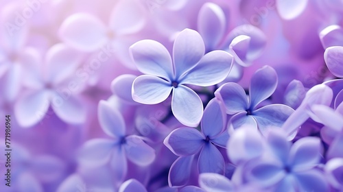 Purple flower background.  © Saba