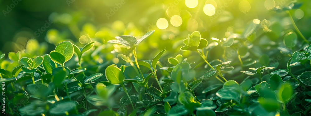 A lush green field with a single leaf in the foreground A lush green field with a single leaf in the foreground