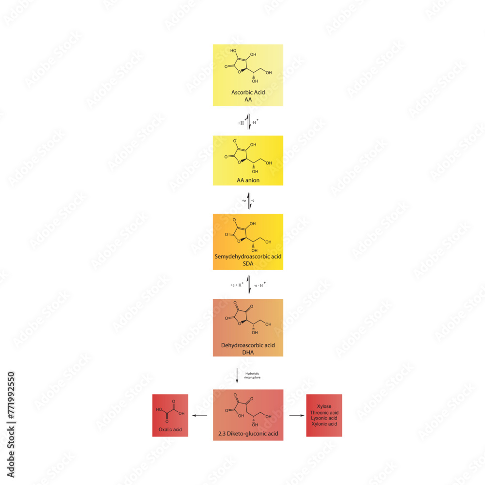 Diagram showing antioxidant mechanism of Ascorbic acid (vitamin C) and