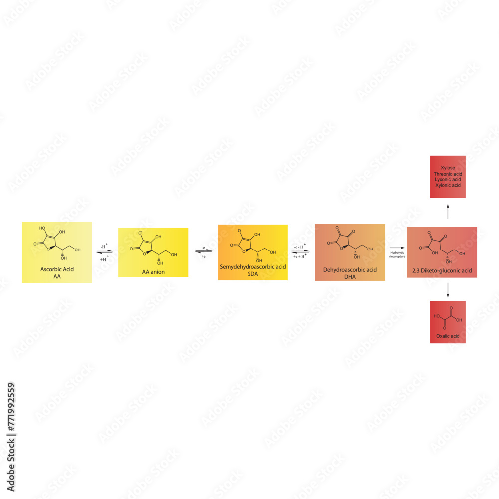 Diagram showing antioxidant mechanism of Ascorbic acid (vitamin C) and