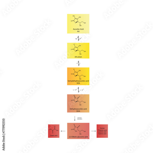 Diagram showing antioxidant mechanism of Ascorbic acid (vitamin C) and its metabolism via enzymes - Biochemical molecular process skeletal formula illustration