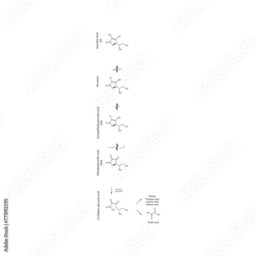 Diagram showing antioxidant mechanism of Ascorbic acid (vitamin C) and its metabolism via enzymes - Biochemical molecular process skeletal formula illustration