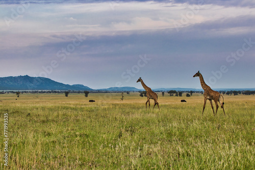 Pair of Giraffes cross the Savanna at Serengeti National Park  Tanzania