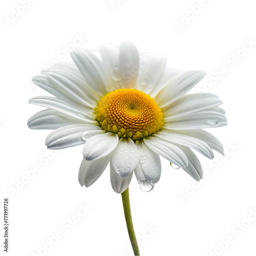 White daisy flower droplet isolated on transparent background.