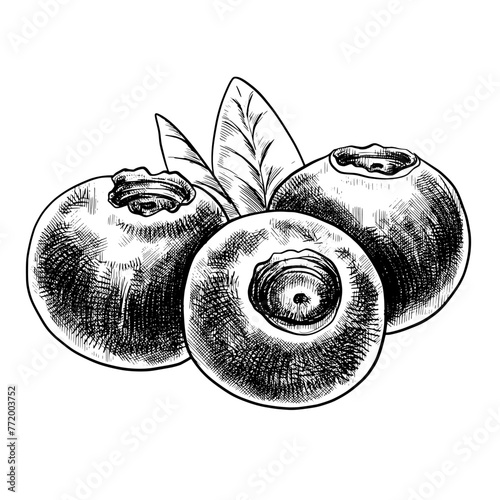 Blueberry vector vintage ink drawing