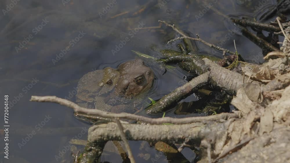 Frog on frog during the breeding season in a lake Frog on frog during the breeding season in a lake