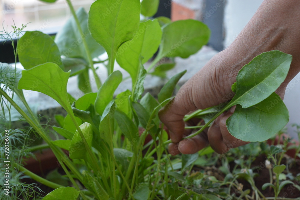 hand plucking spinach leaves hand plucking spinach leaves