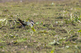 Close up of well camouflaged breeding Lapwing, Vanellus vanellus, in natural habitat of a rough field with natural low vegetation with corresponding color shades as plumage