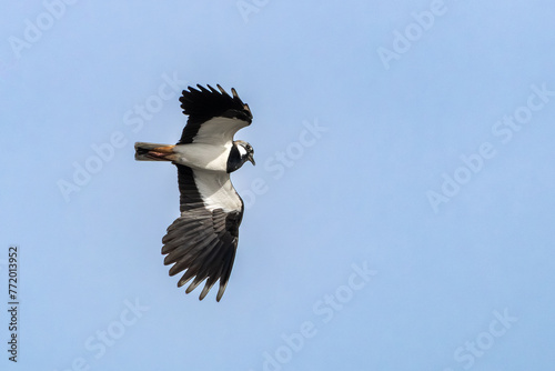 Close up of flying Lapwing , Vanellus vanellus, flying high and looking down with wide downward spread wings against background blue sky