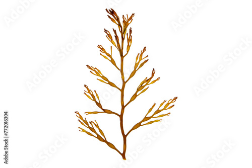 Brown algae frond isolated transparent png. Branchy seaweed.