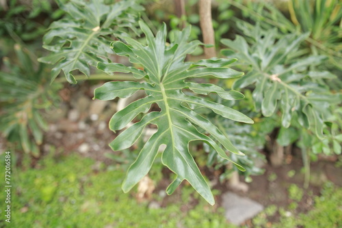 Fresh philodendrom green leaves absorb toxins in the air as an ornamental plant in the house or in the yard or in the garden photo