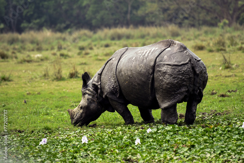 A gaint One horn Rhino from the famous wildlife sanctuary from the state of Assam that is Pobitora Wildilife Sanctuary.  Beautiful greenery allover the forest I have gone through.   photo