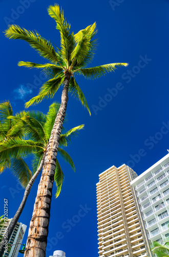Palm Tree and hotel at Waikiki beach in Honolulu - Hawaii, USA