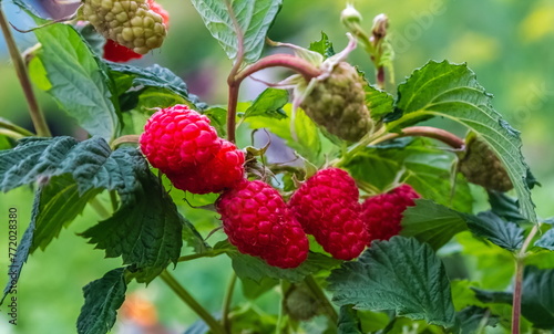 Raspberry berry close-up on a branch in summer