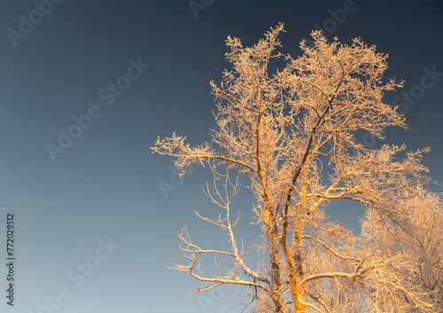 Frozen trees against a perfect blue sky in a winter wonderland golden hour