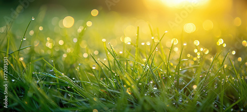 Morning dew on fresh green grass with sunrise light. Nature and freshness.
