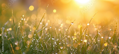 Morning dew on fresh green grass with sunrise. Nature background and wallpaper.