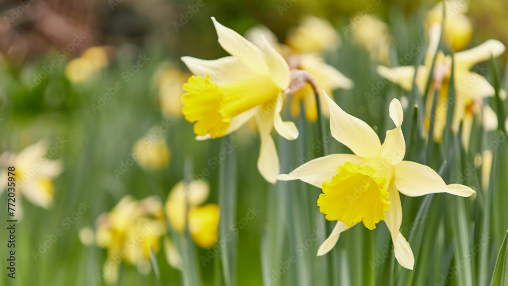 Obraz premium yellow daffodils in spring