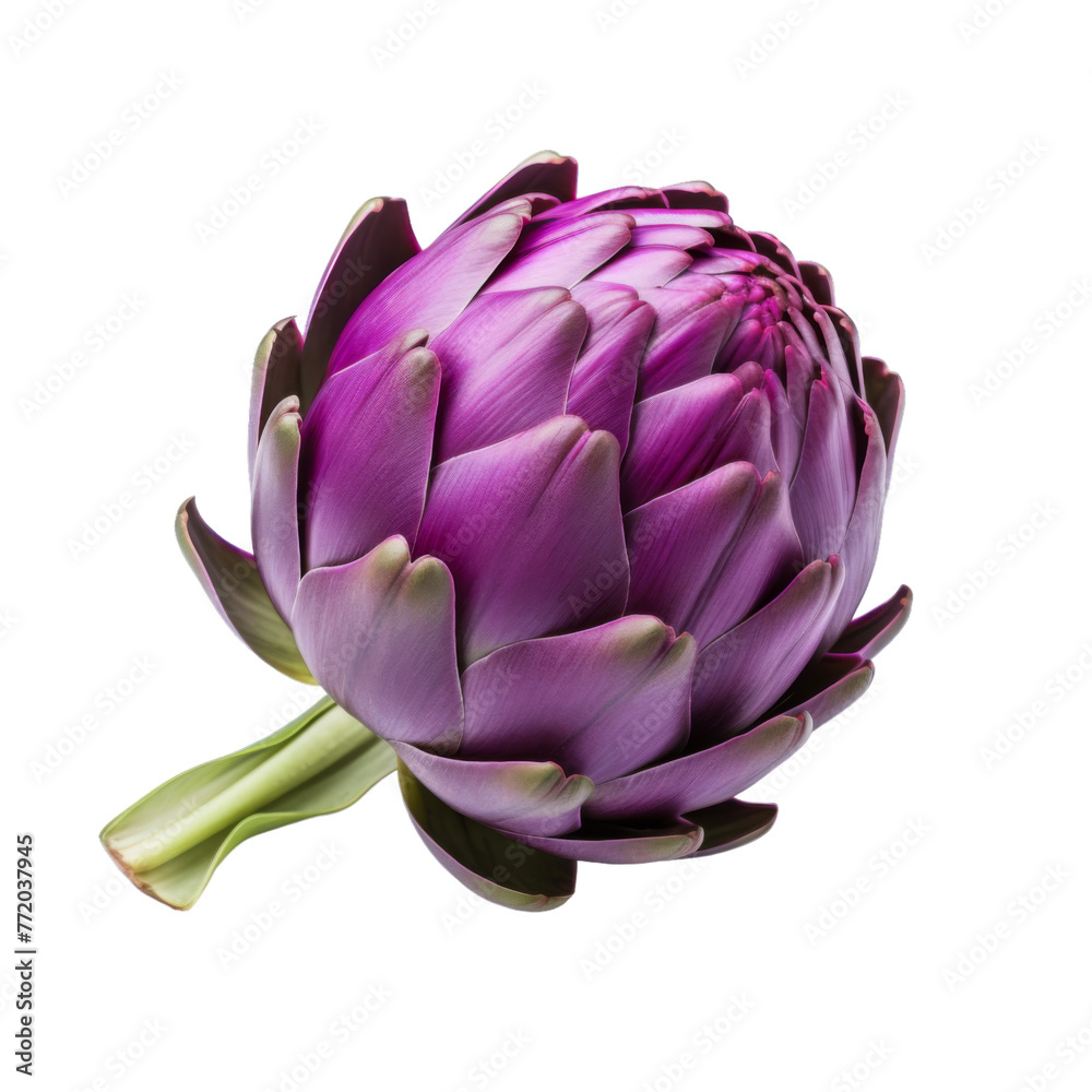 Fototapeta premium Fresh purple artichoke