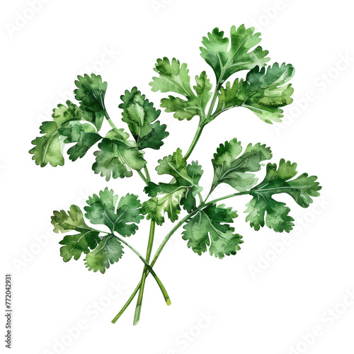 Bunch of cilantro leaves on transparent background Plant, Leaf, Herb, Annual plant
