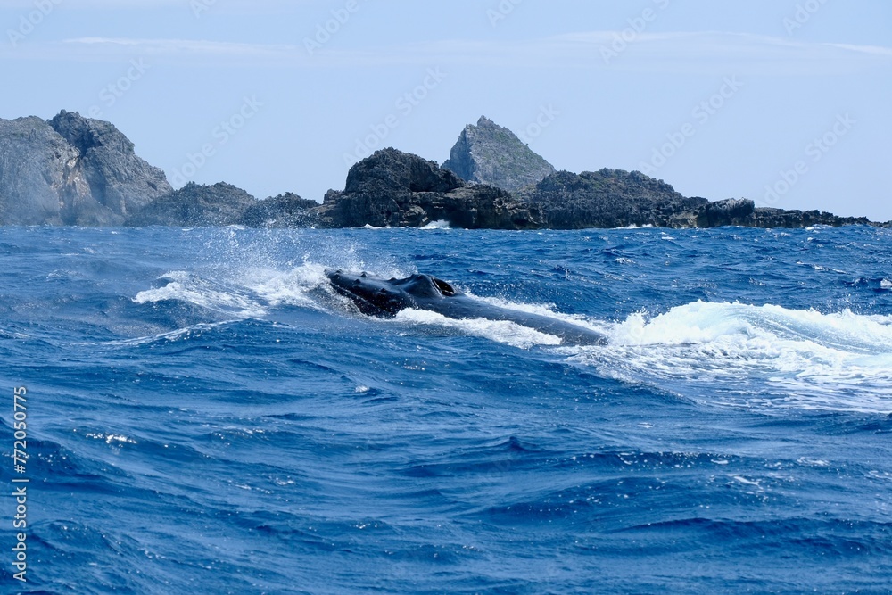 【小笠原】ザトウクジラ 【小笠原】ザトウクジラ