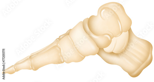 Anatomy of Foot bones.  photo