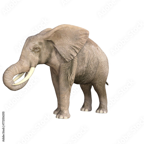 African elephant depicted in various poses and angles, pose #03. 3D model, PNG.