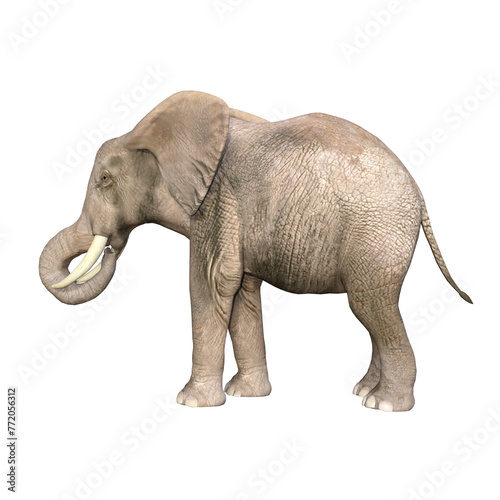 African elephant depicted in various poses and angles, pose #03. 3D model, PNG.