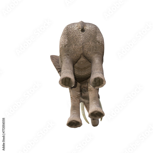 African elephant depicted in various poses and angles, pose #03. 3D model, PNG.
