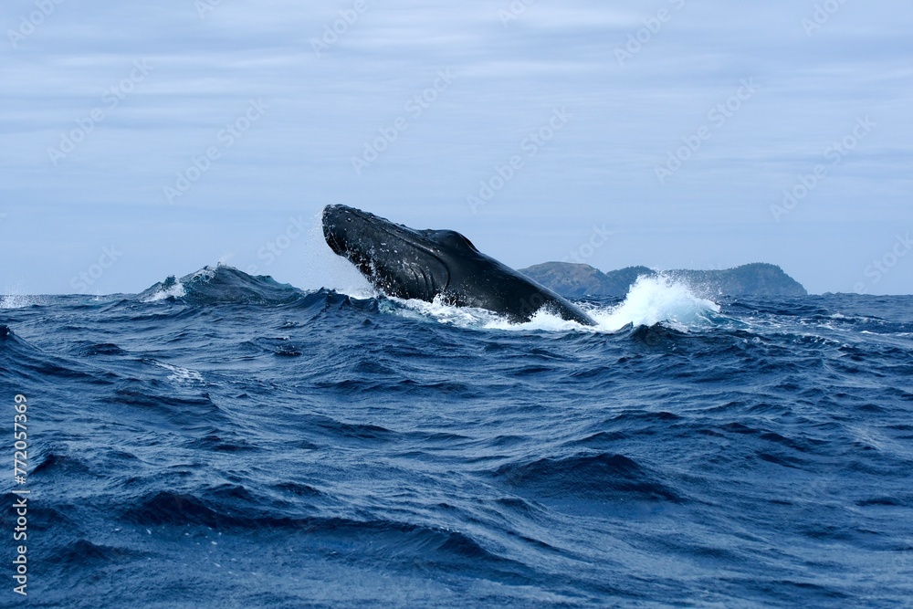 Fototapeta premium 【小笠原】ザトウクジラ