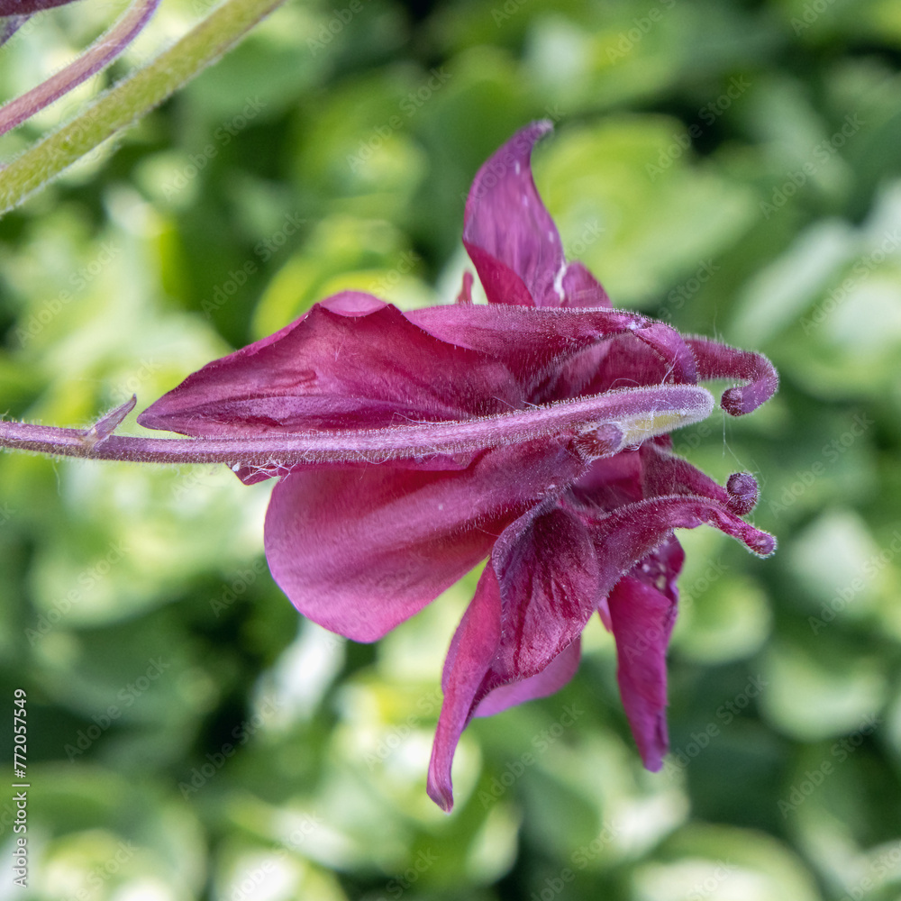 A single dark purple columbine flower on a blurred background in a close-up view A single dark purple columbine flower on a blurred background in a close-up view
