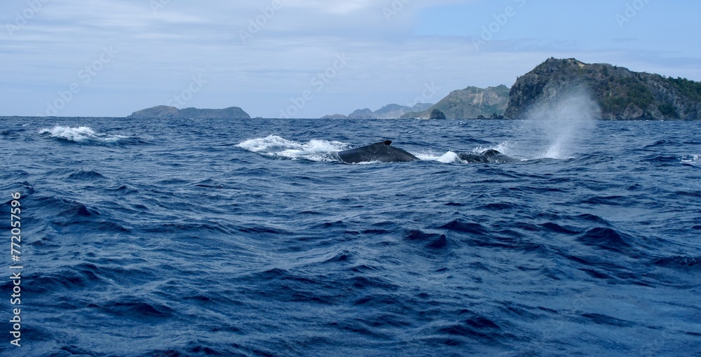 【小笠原】ザトウクジラ 【小笠原】ザトウクジラ