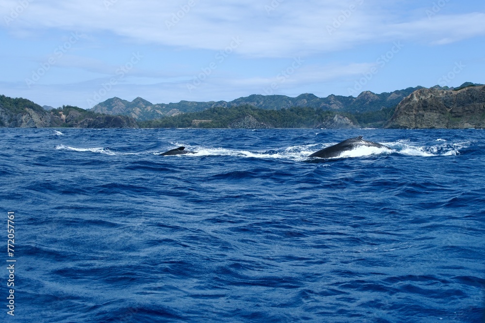【小笠原】ザトウクジラ 【小笠原】ザトウクジラ