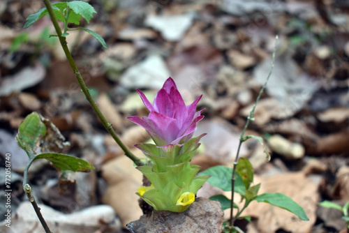 flowers in the forest