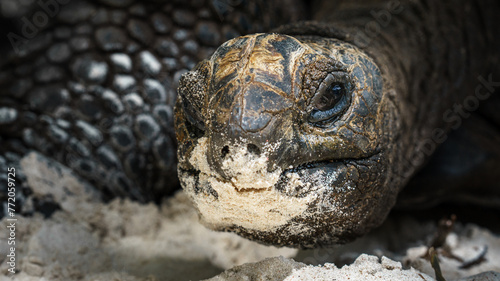 Seychelles Giant Tortoise