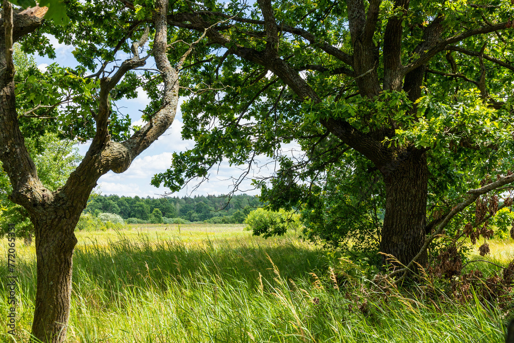 Meadow on which beautiful tall oaks grow, summer landscape in sunny warm weather. Meadow on which beautiful tall oaks grow, summer landscape in sunny warm weather.