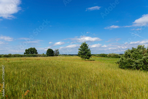 Landscape wild meadow, field with flowers under the blue sky.