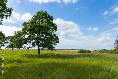 Meadow on which beautiful tall oaks grow  summer landscape in sunny warm weather.