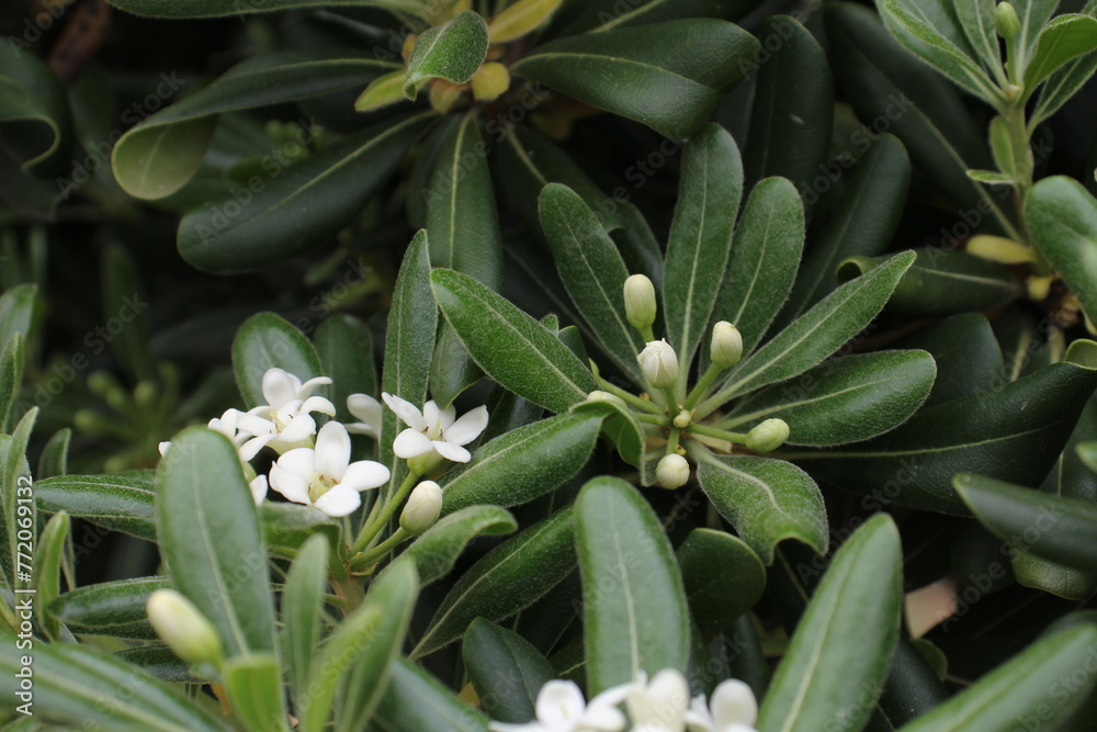 Obraz premium Pflanze