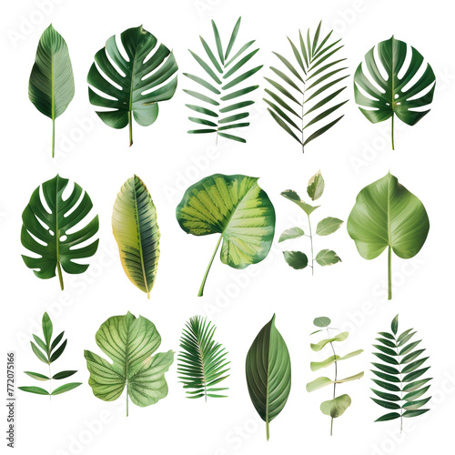 Tropical leaves forming a beautiful pattern on transparent background