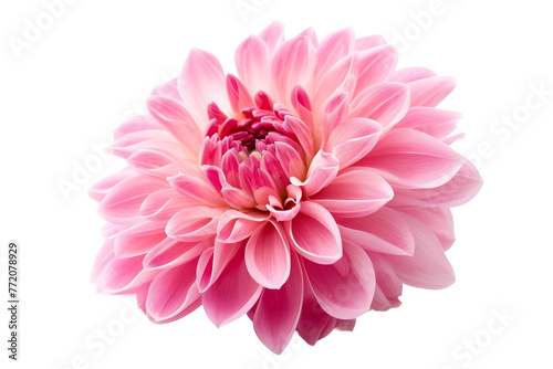 Captivating pink flower isolated on transparent background