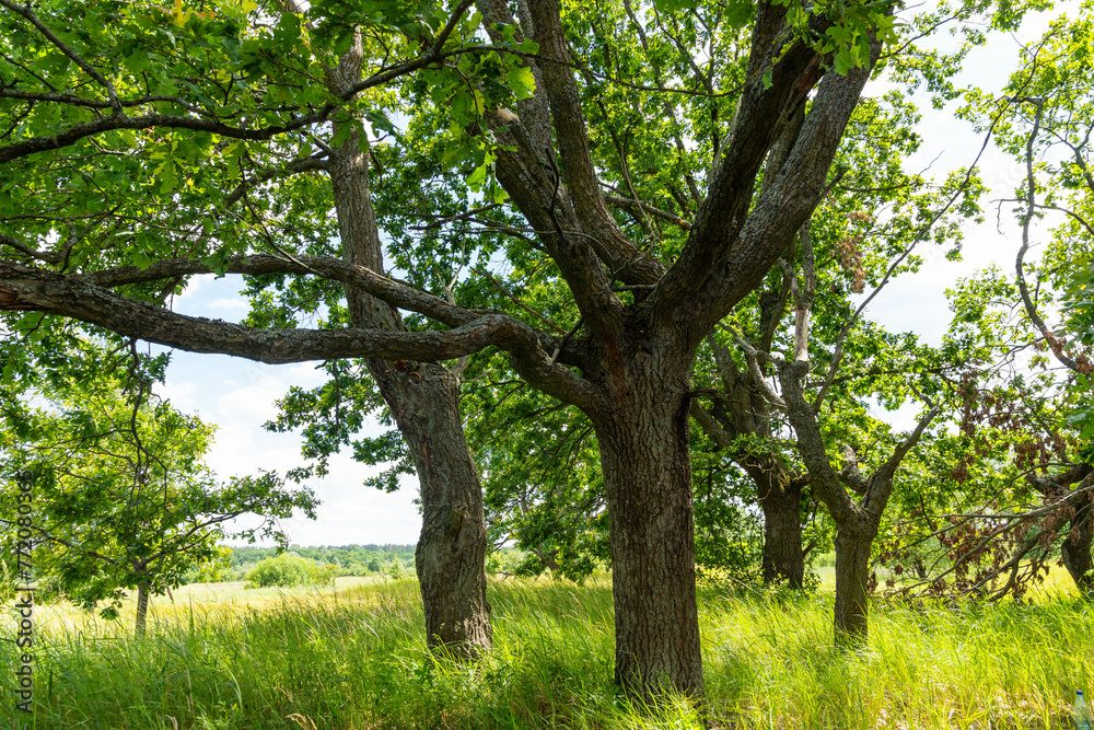 Meadow on which beautiful tall oaks grow, summer landscape in sunny warm weather. Meadow on which beautiful tall oaks grow, summer landscape in sunny warm weather.