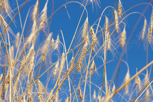 golden ear of wheat against the blue sky soft focus  closeup  agriculture background