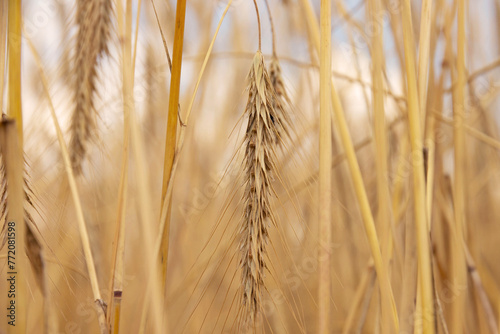 Golden grains of wheat, the concept of abundance and high yield after a successful harvest.