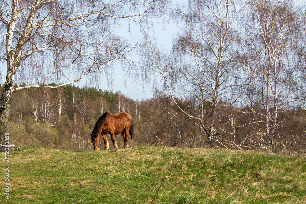 Spring landscape with birch trees and horse Spring landscape with birch trees and horse