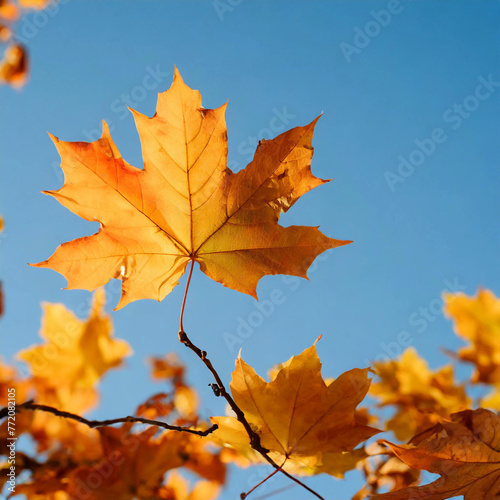 against the background of a clear blue cloudless sky, only bright shiny autumn maple leaves are visible, joy and peace, space for text, a lot of sky and air