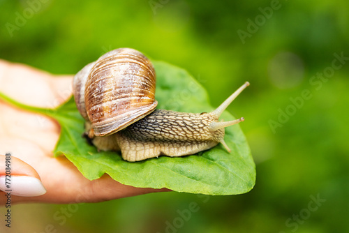 Burgundy or Edible Snail Helix pomatia is common big european land snail. Helix pomatia - edible snail, macro.